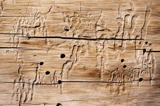  Jakie szkodniki niszczą drewniane elementy ogrodowe - przykłady ksylofagów, zwalczanie