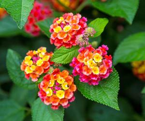 Lantana pospolita