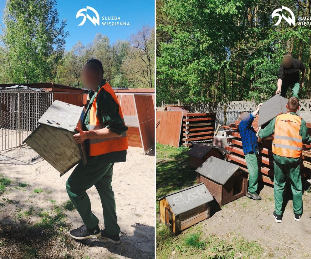  Więźniowie z Warszawy wyprowadzają psy na spacer. Robią to pod czujnym okiem służb. „Resocjalizacja w praktyce”