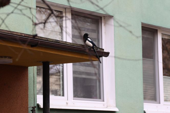 Ul. Niepodległości w Lublinie. To przy niej mieszka najwięcej zameldowanych mieszkańców Lublina