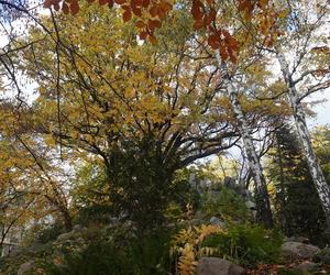 Park Wilsona