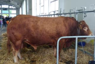 28 Krajowa Wystawa Zwierząt Hodowlanych