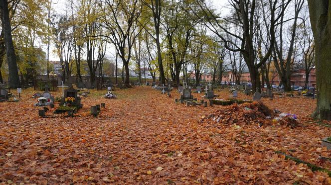 To prawdopodobnie najstarsza aleja drzew w Olsztynie. Znajduje się na cmentarzu [ZDJĘCIA]