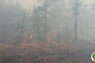 Dramatyczny pożar lasu w Miasteczku Śląskim