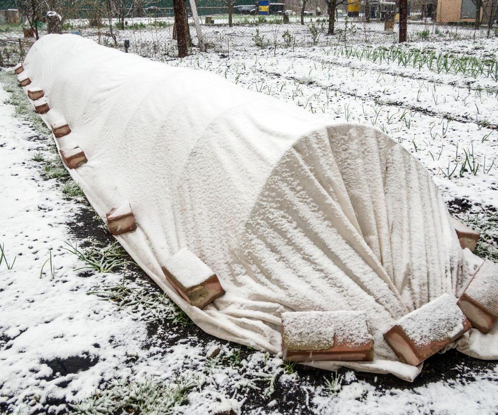 Jak chronić  przed mrozem warzywa zimujące w gruncie?