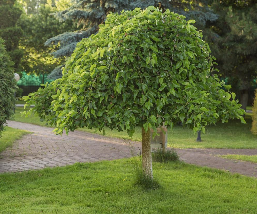 Morwa biała ‘Pendula’ 