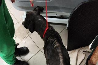 Dżeki potrzebuje pomocy