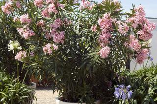 Galeria: Oleander pospolity