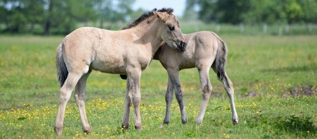 Ponidzie. Konik polski
