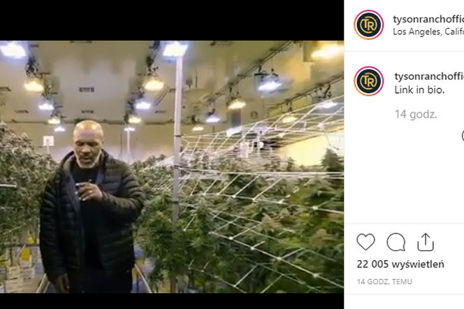 Mike Tyson na swojej plantacji marihuany