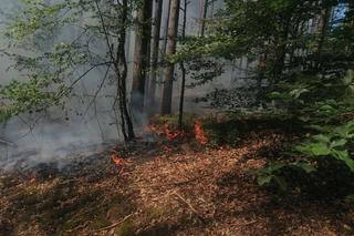 Bogdaniec: Ktoś CELOWO podpalił las? Strażakom udało się go ugasić [FOTO]