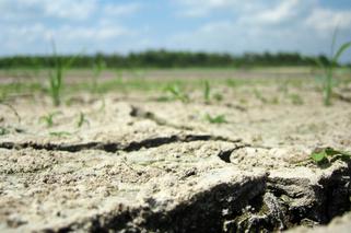 Zagrożenie suszą - rolnicy obserwują prognozy pogody