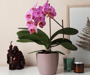 Storczyk Phalaenopsis