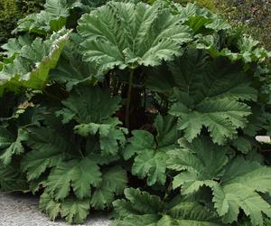 To jeden z najpiękniejszych ogrodów botanicznych w Polsce. Znajduje się na Dolnym Śląsku 