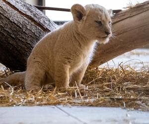 W Śląskim Ogrodzie Zoologicznym przyszły na świat cztery lwiątka! 