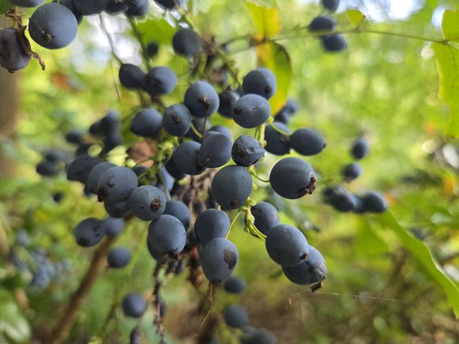 Letni spacer w zielonym sercu Bydgoszczy. Ogród Botaniczny UKW zaprasza!