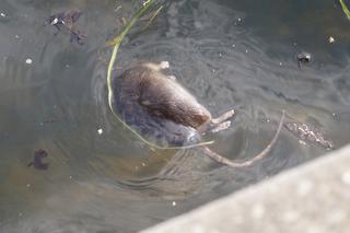 Zwłoki szczura giganta dryfowały w rzece. Był wielkości małego kotka