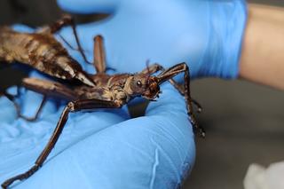 Para owadów podróżowała w paczce InPostu. Znaleźli ją pracownicy magazynu. Straszyki trafiły do Ekostraży