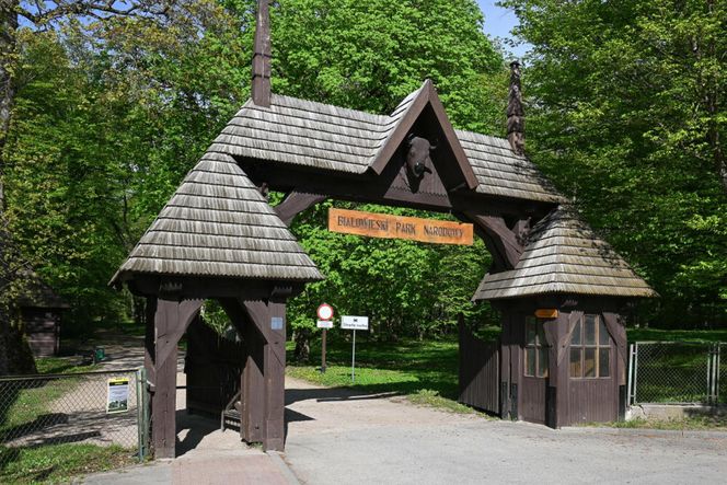 Puszcza Białowieska – ostatnia taka puszcza w Europie