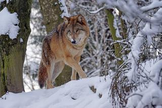 Bieszczady: Ścigali jeepem watahę wilków po chronionych bezdrożach. Sprawę zgłoszono policji