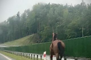 Koń na ekspresowej szóstce