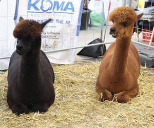 ZooPark ponownie przyciągnął do Targów Lublin tłumy miłośników zwierząt