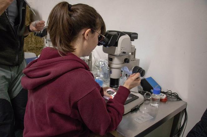 Samica nosorożca z ZOO w Chorzowie wzięła udział w programie in vitro