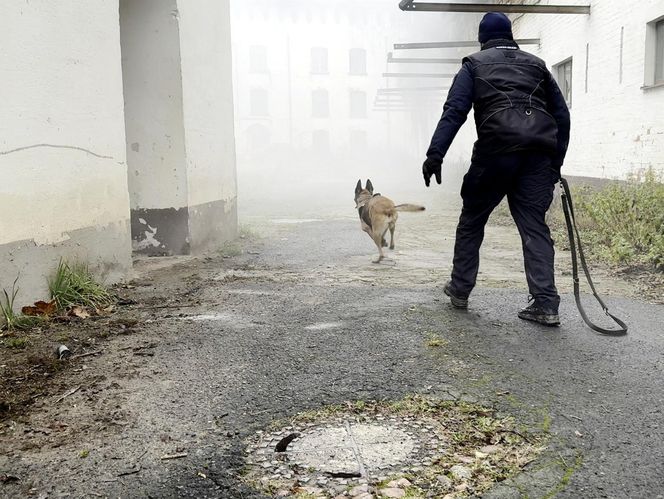 Policyjne psy w akcji. Tak szkolą czworonożnych funkcjonariuszy