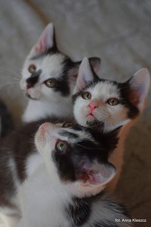 Kociaki ze zdjęcia czekają na adopcję: Quenni, Eivor i Dots