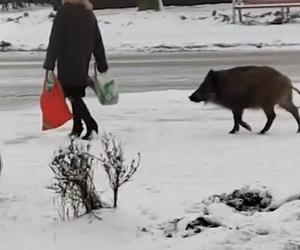 Dziki zaatakowały kobietę w centrum Jaworzna 