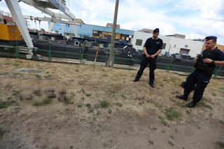 Zielona Góra. Seryjny morderca jeży Przemysław P. znowu zatrzymany przez policję