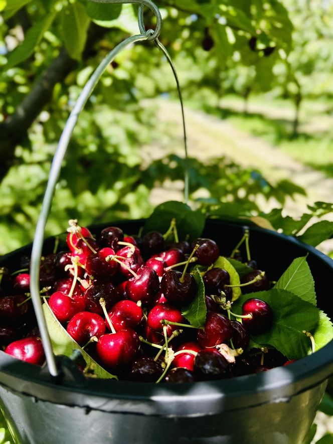 Czereśnie na farmie Jabusko w Świętokrzyskiem