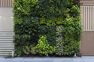 Pielęgnacja ogrodu wertykalnego w domu, czyli jak dbać o zielone ściany z roślin