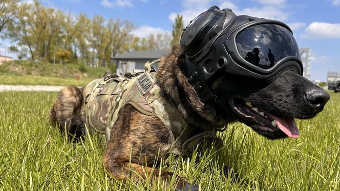 Benji z lubelskiej policji ma „pełne łapy roboty”