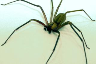 Gatunek trującego pająka coraz bliżej Polski! Ukąszenie powoduje gnicie skóry 