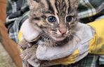 Taraje urodziły się w toruńskim zoo. Fenomen na skalę światową