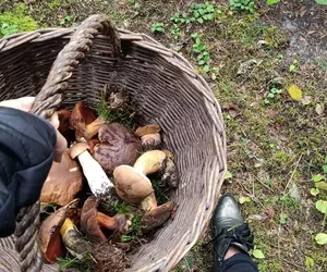 Nie wiesz co to za grzyb? Nie ryzykuj, tu otrzymasz fachową pomoc