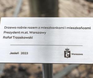 Warszawa zazielenia betonowy plac. Drzewami z Niemiec. Po 14 tys. zł za sztukę 