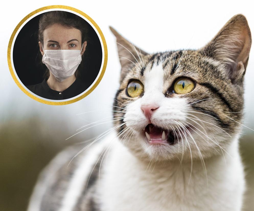 Wirus ptasiej grypy u kotów. Czy przenosi się na człowieka? Jak się przed nim chronić?