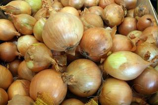 Cebula