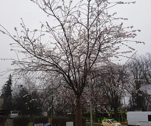 Styczniowa wiosna w mieście. Pierwsze pąki kwiatów pojawiły się na drzewach