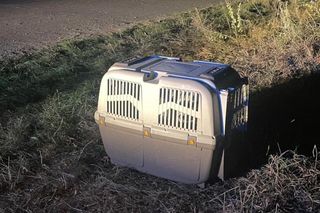 Przestraszone zwierzę trafiło do schroniska dla zwierząt