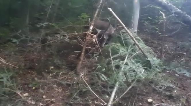 Leśnicy z Dynowa uratowali  sarnę zaplątaną we wnyki [ZDJĘCIA]