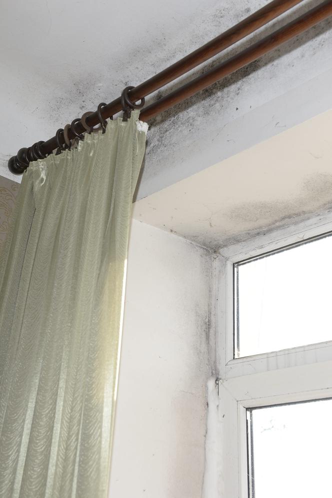 Ten grzyb nas zabije! Przerażające warunki w mieszkaniu komunalnym na Mińskiej.