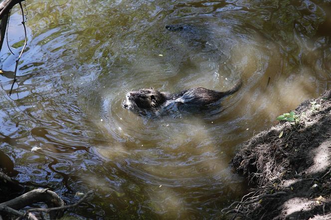 Nutrie w Rybniku jednak przeżyją?