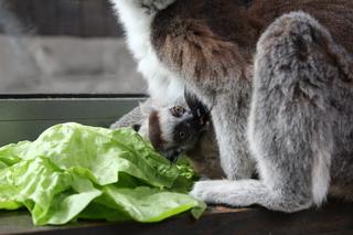 W Warszawskim ZOO urodził się lemur