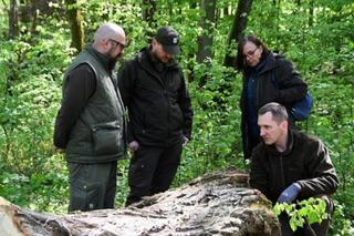 Ścięli drzewo, żeby ratować chrząszcza. Potem wieźli go 30 kilometrów 