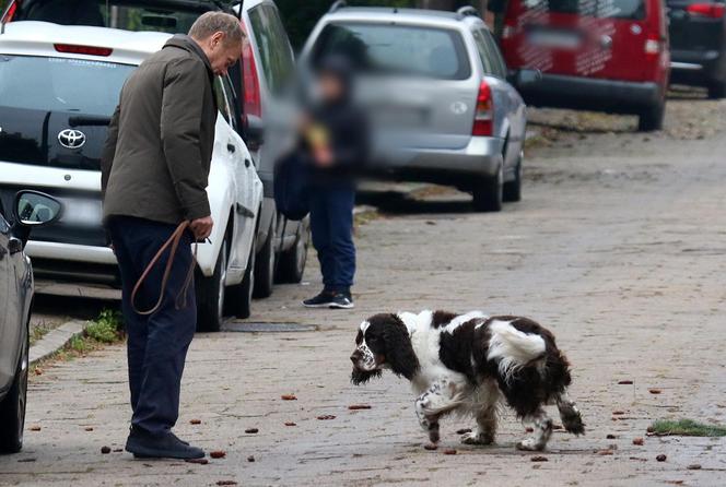 Donald Tusk na spacerze z Portosem