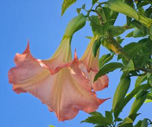 Niesamowita Datura. Zdjęcia