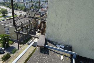 Kot predator polował na dachu wieżowca